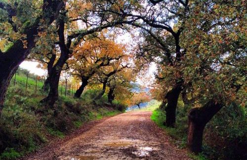 El Bosque Casa | Casa El Pinsapar