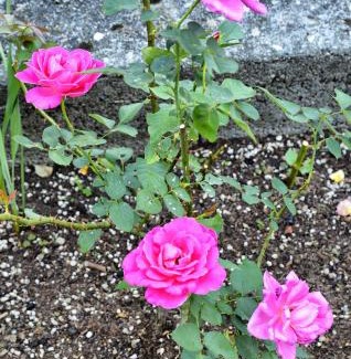 Santa Maria - Rezzonico Apartamento | Casa Giardino fiorito