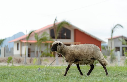 Pátapo Cabaña | Casa Hacienda Las Palmeras
