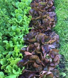 Esquel Casa | Casa Jardin Adesmia