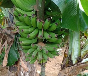 Juayua Casa | CASA JARDIN