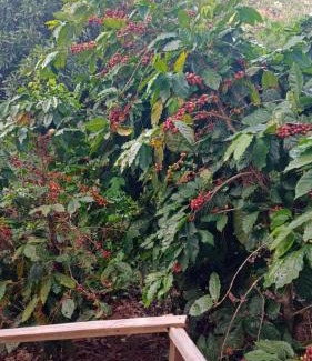 Juayua Casa | CASA JARDIN