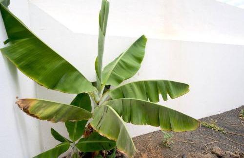 Los Cocoteros Casa | Casa Kalendra Rofe Tu refugio cerca del mar