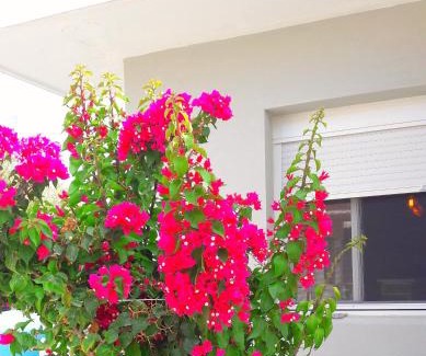 Agrilia Casa | Casa Katina , villa in Lagana, Agrilia area