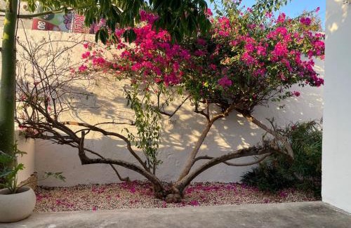 Merida Municipality Apartamento | Casa Kej Itzimna