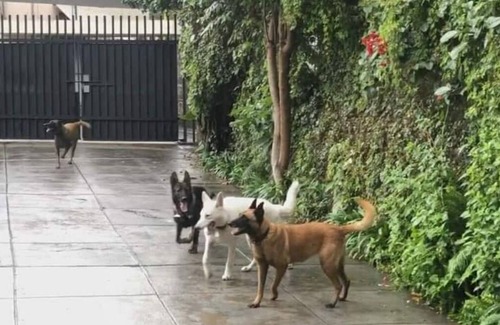 Cuernavaca Casa | Casa las Maravillas, hermosos jardines y alberca