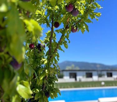 Zeytinli Apartamento | Casa Mora