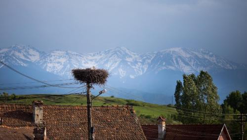 Cartisoara Casa | Casa Mosului - Transfăgărășan Bed & Breakfast