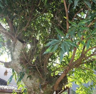Lagoinha Casa | Casa na praia com pomar