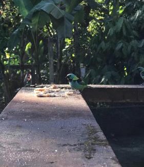 Camburi Casa | Casa no Sertão do Cacau, Sertão de Camburi - São Sebastião