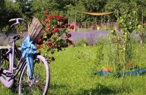 Campina Casa | Casa rurală cu livadă LavAndra