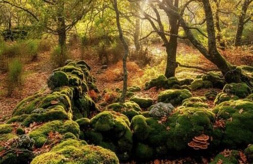 Casas del Monte Casa | Casa Rural ARBEQUINA & Otoño MÁGICO