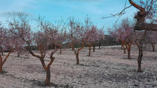 Ibi Casa | Casa Rural Masía Barbera