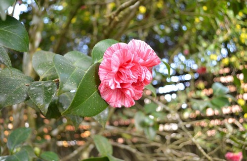 Jardim Andira Casa | Casa Sirin
