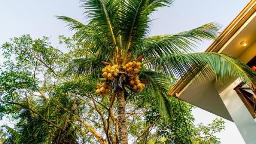 Tamarindo Casa | Casa tropical - Fabulous tropical house