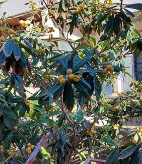 Monte Po-Nesima-San Leone-Rapisardi Casa | Casa vacanze Il Nespolo