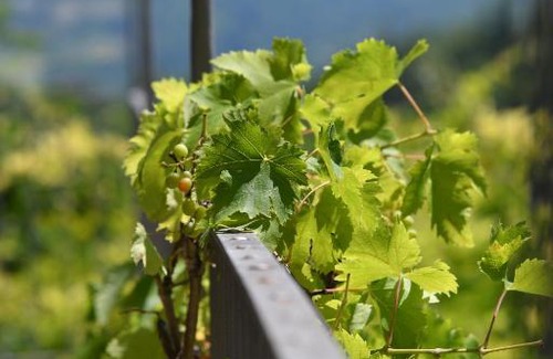 Diano d'Alba Apartamento | Cascina Flino
