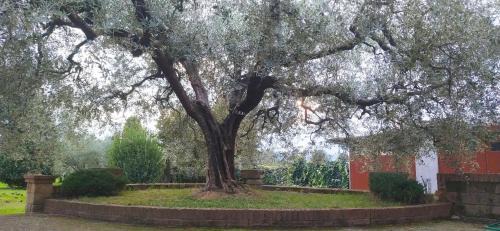 Chiesina Uzzanese Casa | Casolare L'Antico Olivo