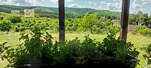 Ghioroc Casa | Casuta de vacanta Miniș I