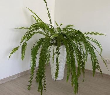 Aluksne Apartamento | Centra apartamenti