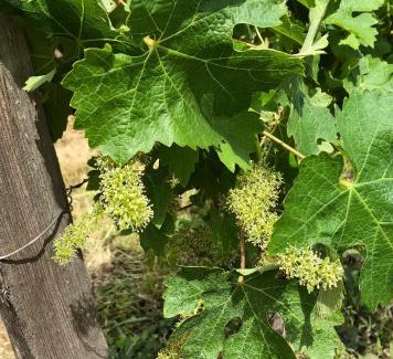 Salleboeuf Apartamento | Château Régaldo-Saint Blancard