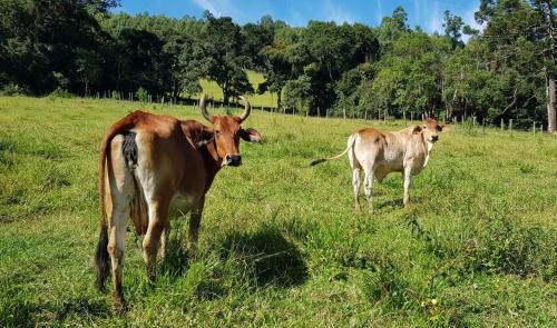 Camanducaia Casa | Chalé no campo à caminho de Monte Verde