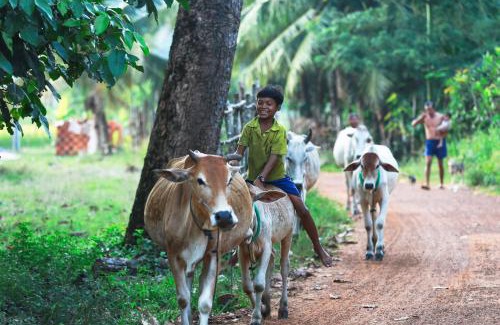 Sout Nikom Casa | Chansor Homestay 17 By Siem Reap Homesteading