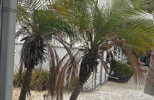 Redington Shores Cabaña | Charming 1-bedroom1 -bath Place 100 steps to the beach Redington Shores, FL