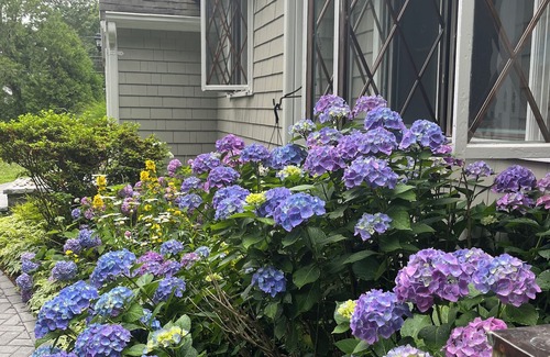 Cotuit Casa | Encantadora Cape Cod Cottage, ventoso, luminoso y pacífico