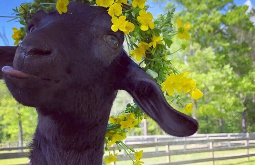 West End Otro | Charming country farm with animals
