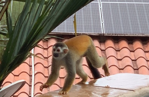 Valle Pura Vida Villa | Chauffeur & Concierge included Luxury Jungle/Beach Pool @ Villa Tiquicia