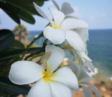 Kuzhuppilly Complejo | CHERAI LAKE RESORT