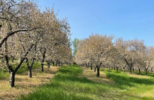 Suttons Bay Casa | Cherry Blossom Farm