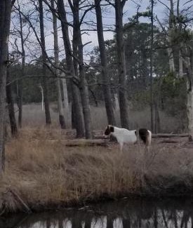 Piney Island Casa | Chincoteague