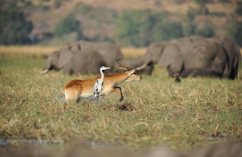 Zambezi Region Cabina | Chobe Water Villas