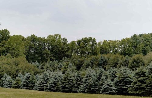 Benton Harbor Casa | Christmas Tree Farm - Evergreen Escape