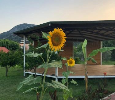 Cirali Complejo | Cirali Armira Bungalow
