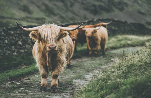 Castleton Casa | CLIFFE COTTAGE - Countryside Cottage in Castleton, Peak District National Park