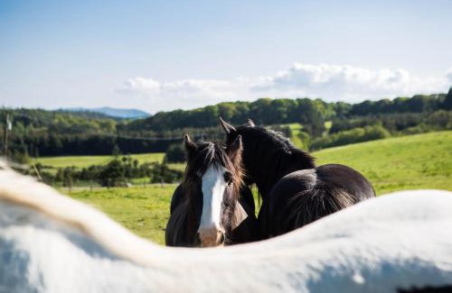 Rathdrum Otro | Clissmann Horse Caravans Glamping