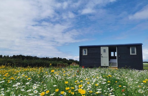 Snettisham Otro | Clover Hut - Snettisham Meadows