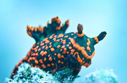 Cairns Central Business District Alquiler De Eote | Coral Sea Dreaming Dive and Sail