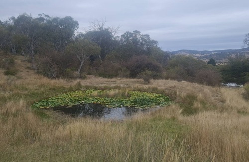 Berridale Otro | Cosy Farmhouse Nestle in Native Bushland - 25 Minutes From Jindabyne!