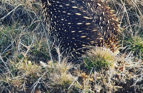 Berridale Otro | Cosy Farmhouse Nestle in Native Bushland - 25 Minutes From Jindabyne!