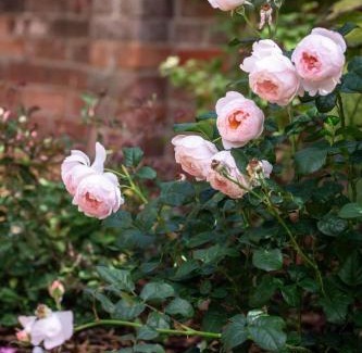 Titchfield Casa | Cosy Period Cottage in Titchfield Village