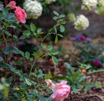 Titchfield Casa | Cosy Period Cottage in Titchfield Village