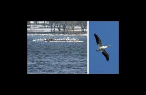 Le Claire Casa | Cottage on the Mississippi Venue and dog friendly