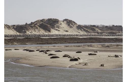 Merlimont-Plage Casa | cottage proche du bord de mer et au cœur des dunes