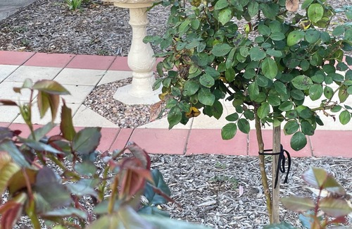 Gawler Casa | COUNTRY STYLE LOUISA 4.5🌟 Gawler-Adelaide-Barossa🚞Adelaide Style Accommodation