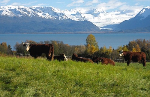 Kachemak Cabina | Acogedora cabaña para 4 personas en el histórico Santuario de aves marinas de Seaside Farm