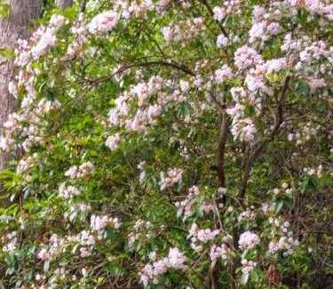 Murphy Casa | Cozy, close to Murphy, NC, Blue Ridge, GA, pet friendly